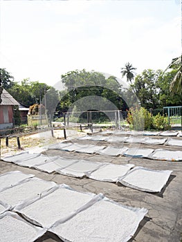 Rice powder grains drying the sun