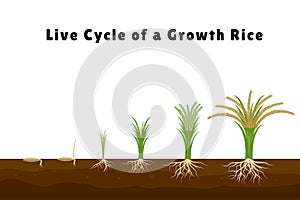 Rice products flat composition with set of images showing plant growth from sprout to tall bush