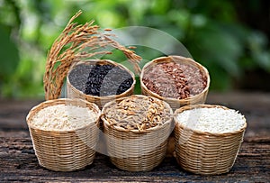 Rice,riceberry,jasmine brown rice ,jasmine red brown rice and paddy on nature background