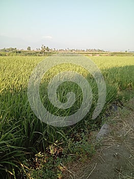 rice in the ricefielfd