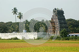 Rice ripening