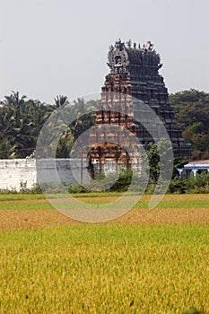 Rice ripening