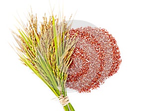 Rice's grains,Ear of rice on white background.