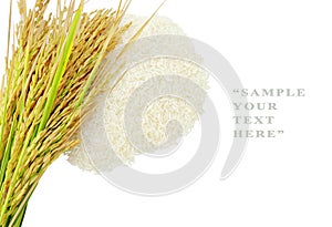 Rice's grains,Ear of rice on white background.