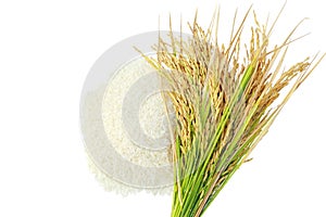 Rice's grains,Ear of rice on white background.