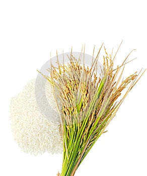 Rice's grains,Ear of rice on white background.