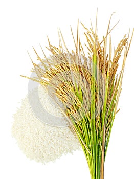 Rice's grains,Ear of rice on white background.