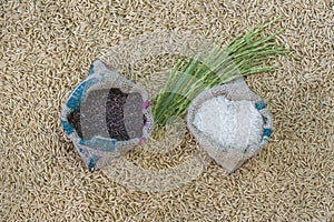 Rice seed