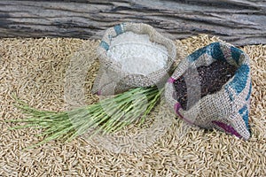 Rice seed