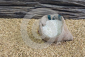 Rice seed