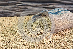 Rice seed