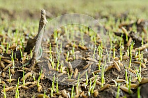 Rice seed germinate in a paddy field.