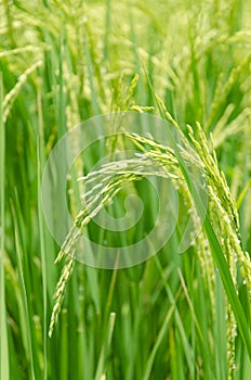 Rice seed in rice fields
