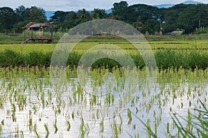 Rice seeding on rice fields