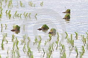 Rice seeding on rice fields