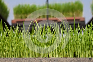 Rice seedling in the box