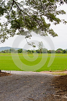 Rice seedling field