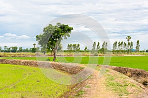 Rice seedling field