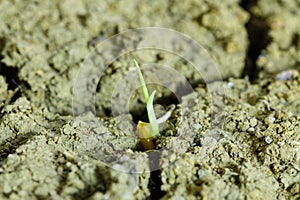 The rice seedling germinate