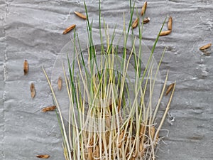 Rice seedling growth test agriculture food harvest