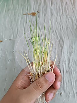 Rice seedling growth test agriculture food harvest