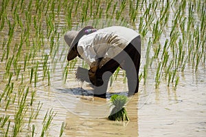 Rice Seedling Planting