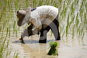 Rice Seedling Planting