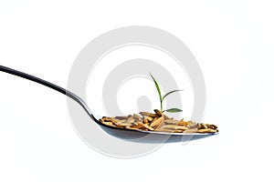 Rice seedling in spoon