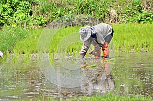 Rice seedling transplanting.
