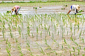 Rice seedling transplanting
