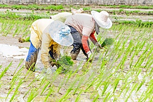 Rice seedling transplanting