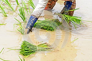 Rice seedling transplanting