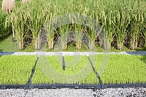 Rice seedling in tray and plants