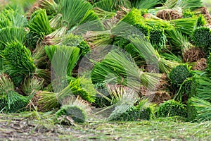 Rice seedlings