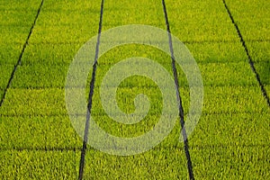 Rice seedlings