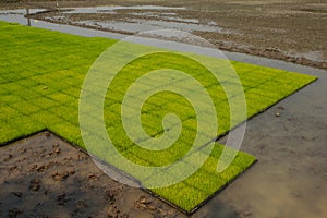 Rice seedlings