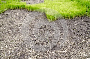 Rice seedlings