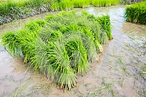 Rice seedlings