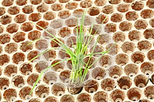 Rice seedlings