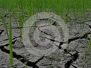 Rice seedlings in cracked clay soil. green leafed rice plant approx. 10-15 days growing in the soil.Dry and cracked soil .