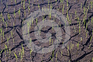 Rice seedlings on cracked mud dirt, rice young plant sprouts and cracked soil at rice field