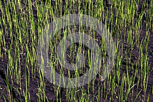 Rice seedlings on cracked mud dirt, rice young plant sprouts and cracked soil at rice field