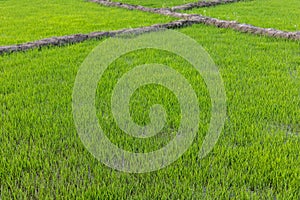 Rice seedlings growing in the fields in the early phase of its growth