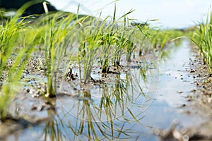 Rice seedlings newly planted in a wet rice field.