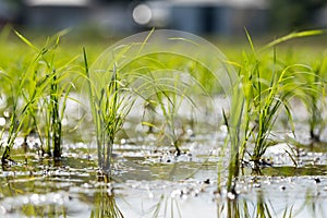 Rice seedlings newly planted in a wet rice field.