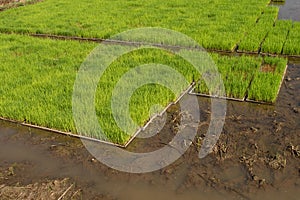 Rice seedlings nursery in trays