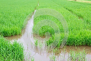 Rice seedlings in paddy rice