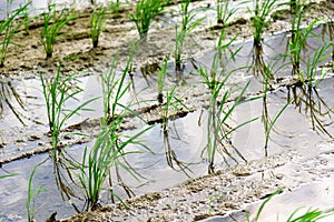 Rice seedlings planted in spring.