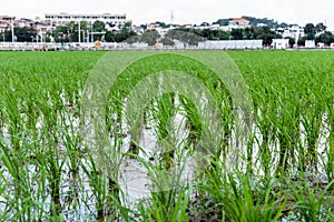 Rice seedlings planted in spring.