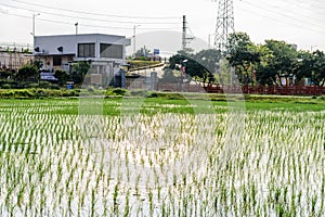 Rice seedlings planted in spring.